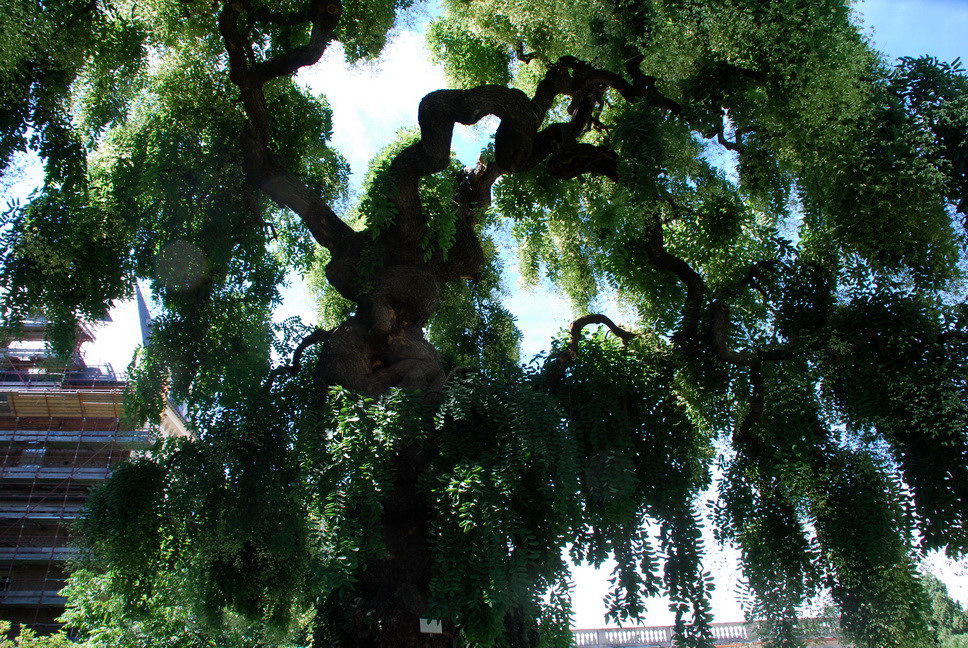 Orto Botanico_133.JPG - SOPHORA JAPONICA PENDULA